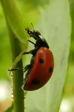 Marienkäferchen_1627.webp
