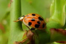 Marienkäferchen_1630.webp