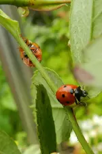 Marienkäferchen_1619.webp