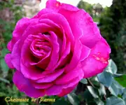 IMG_3536.webp