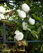 IMG_3542.webp