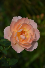DSC_3032.webp
