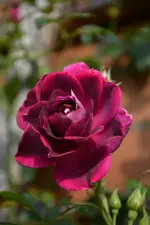 DSC_3035.webp