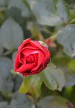 DSC_3037.webp