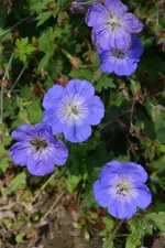 DSC_3017.webp