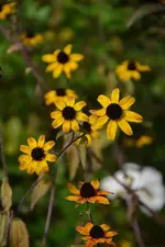 DSC_3033.webp