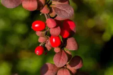 3599.webp
