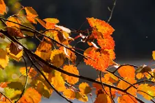 3671.webp