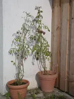 IMGP7007.webp