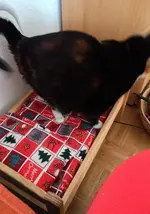 Katzenbett2.webp
