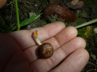 P1210205.webp