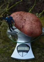 Kartoffeln.webp