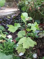 2014-10-05 Wer pickst denn hier.webp