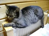 IMGP1230.webp