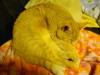 IMGP1232.webp