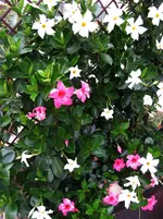 Dipladenia oktober 14.webp