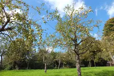 äpfel.webp