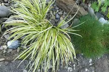 Kalmus acorus gramineus.webp