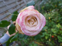P1210157.webp