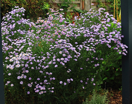 lila Herbstaster_700.webp