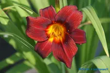 Klein rot+.webp
