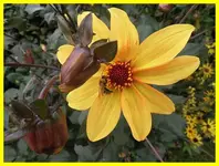 264.webp