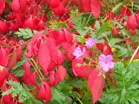 DSCN9627.webp