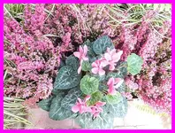001.webp