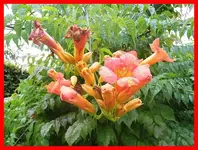 058.webp