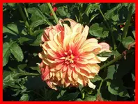 041.webp