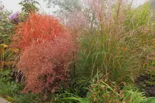 Purpur-Rutenhirse.webp