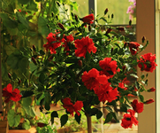 Hibiskus_rot_Blüten_Knospen_700.webp