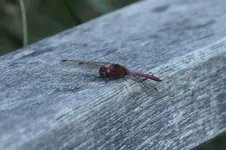 DSCF8118.webp
