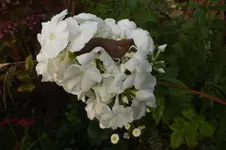DSCF8143.webp
