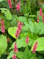 DSCN9656.webp