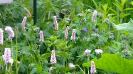 DSCN4801.webp