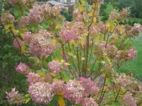 herbst 006.webp