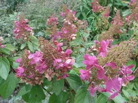 herbst 008.webp