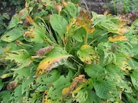 herbst 009.webp