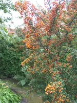 herbst 013.webp