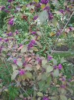 herbst 017.webp