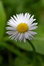 Gänseblümchen_31473.webp