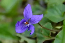 Veilchen_30912.webp