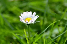 Gänseblümchen_31474.webp