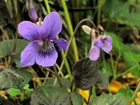 Copy of IMG_9073v.webp