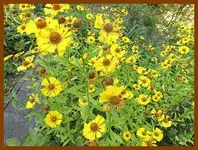 109.webp