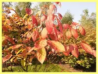 115.webp