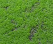 garten_8344.webp