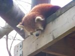 106 red panda.jpg