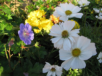 herbstblüten 05.10.14.webp